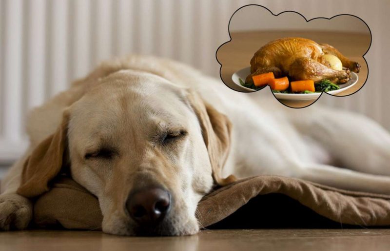 Chó có nhìn thấy ma không?