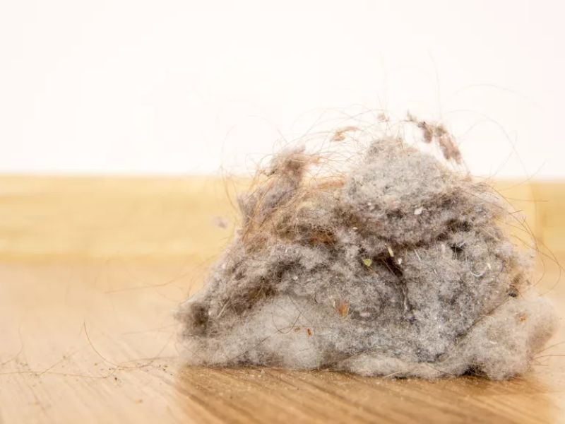 Có phải da chết ẩn bên trong đống bụi đó không?