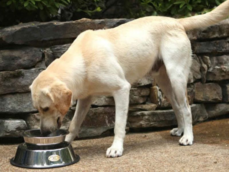Chuyện gì sẽ xảy ra nếu ăn thức ăn của chó?