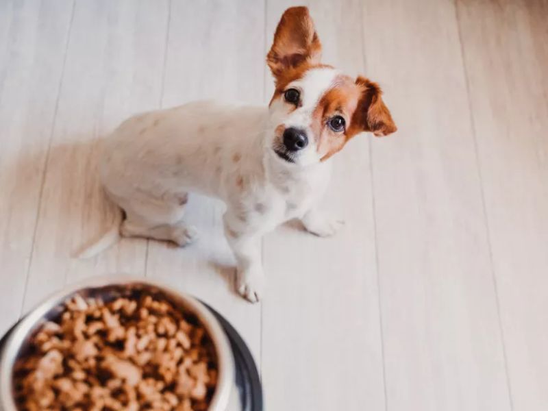 Ăn thức ăn của chó có gây chết người không? - Ảnh 1