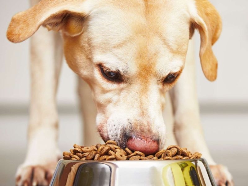 Thức ăn vật nuôi được cân đo dinh dưỡng theo tỉ lệ của vật nuôi