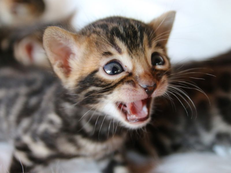 Tại sao mèo chỉ kêu "meo meo" với người mà ít khi nói "meo meo" với nhau?