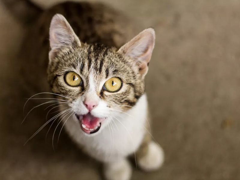 Mèo giao tiếp với con người bằng tiếng kêu 
