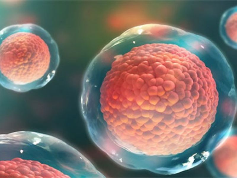 Tái tạo tế bào trong cơ quan