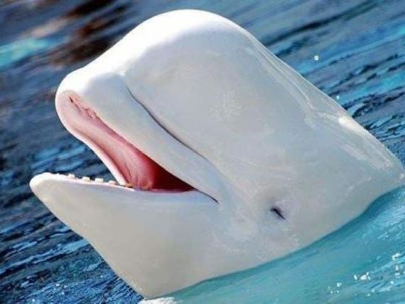 Một số sinh vật sinh sống tốt khi uống nước biển