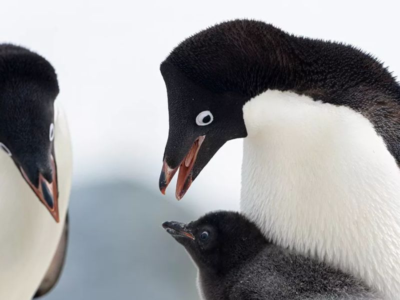 Một gia đình chim cánh cụt Adélie