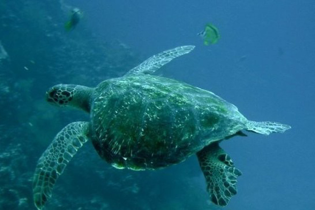 Thực hư tin đồn rùa thở bằng... mông