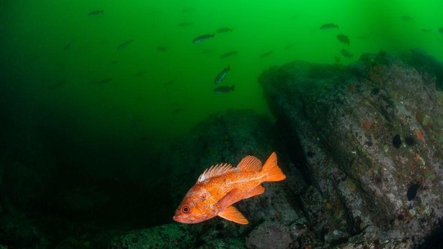 Những loài động vật sống lâu nhất thế giới: Ngao sống thọ hơn cả rùa