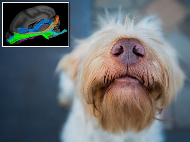 Con mắt thứ 3 của chó nằm ở đâu?