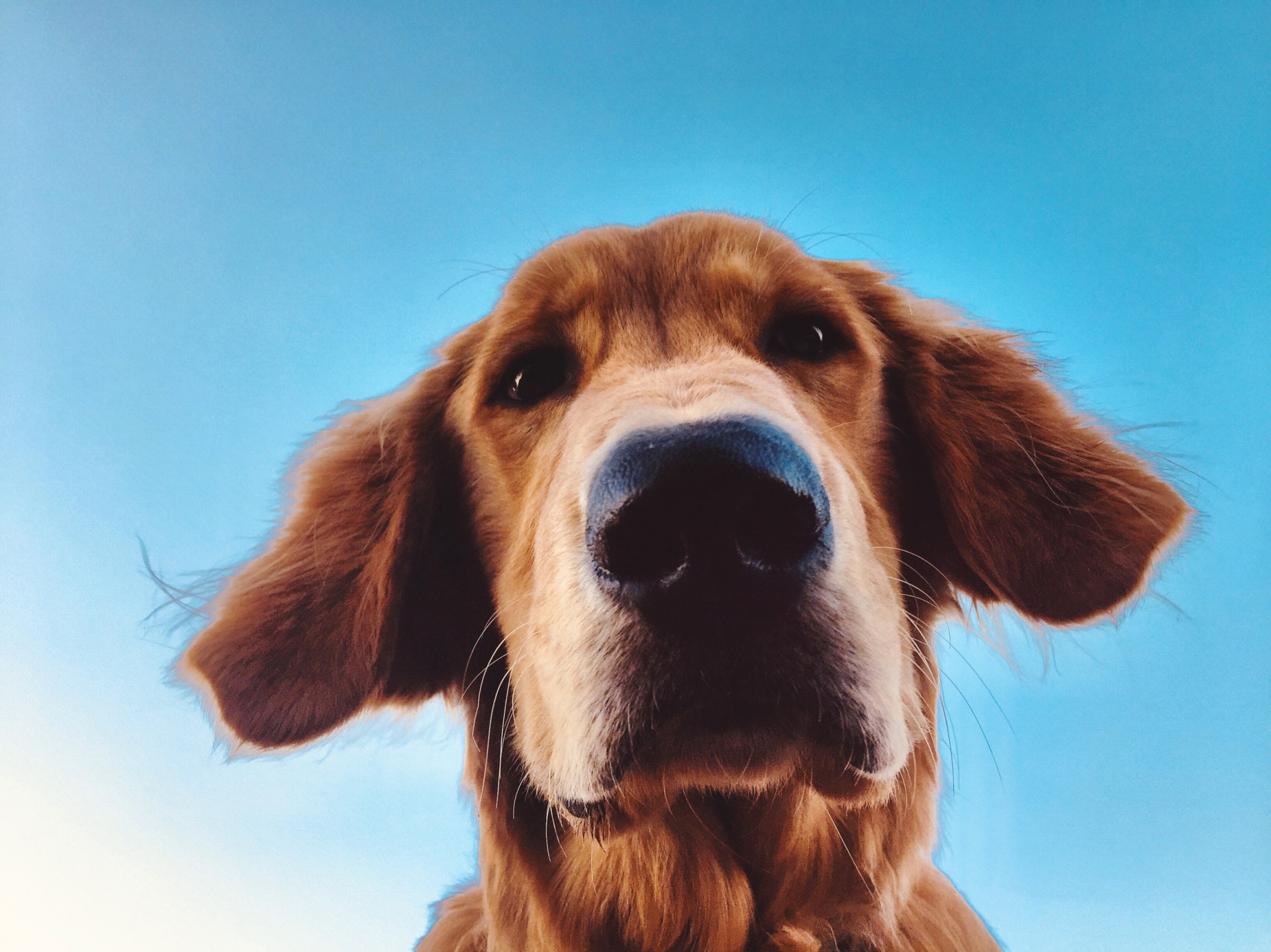 Con mắt thứ 3 của chó nằm ở Một nghiên cứu mới lần đầu tiên tiết lộ cách thức mà khứu giác và thị giác liên kết chặt chẽ trong não của loài chóđâu - Ảnh 1