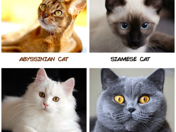 12 cung hoàng đạo nếu trở thành mèo sẽ là giống nào?