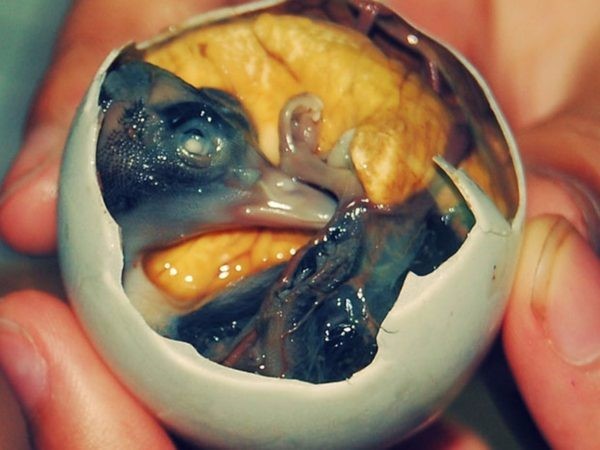 Nhiều người cho rằng trứng vịt lộn là món ăn… kinh dị vì quả trứng đã hình thành con vịt con bên trong.