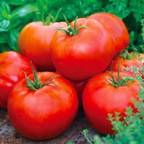 Cà chua là thực phẩm bổ dưỡng chống lão hoá da hữu hiệu.