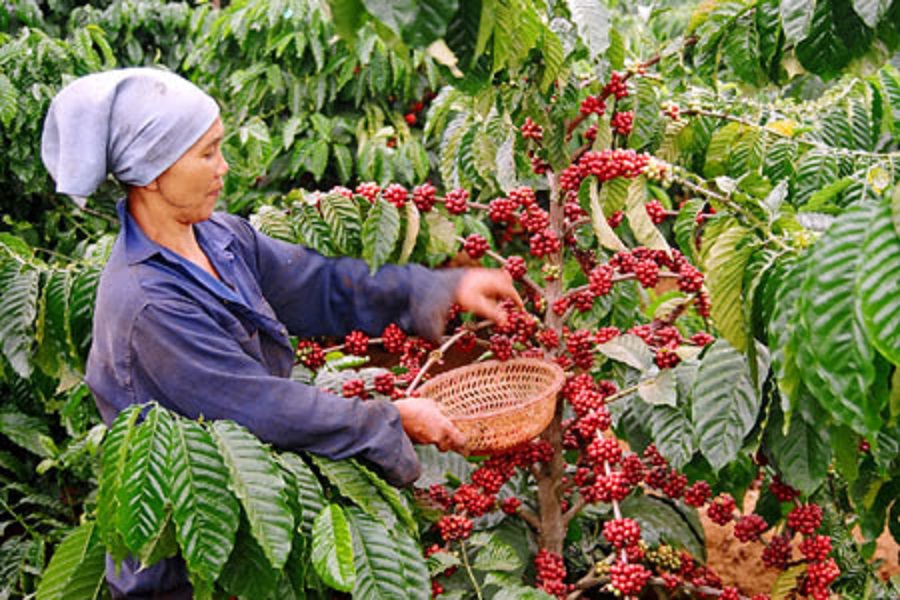 Các chuyên gia khuyên người dân nên thu hoạch cà phê chín đều để tránh ảnh hưởng đến chất lượng thức uống đặc sản này