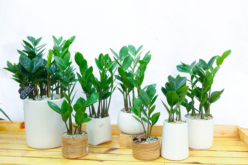 Làm đẹp nhà với 6 loại cây cảnh dễ trồng, ít công lại không tốn diện tích