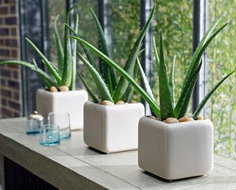 Trang trí nhà bằng 3 loại cây vừa dễ trồng, vừa đa tác dụng