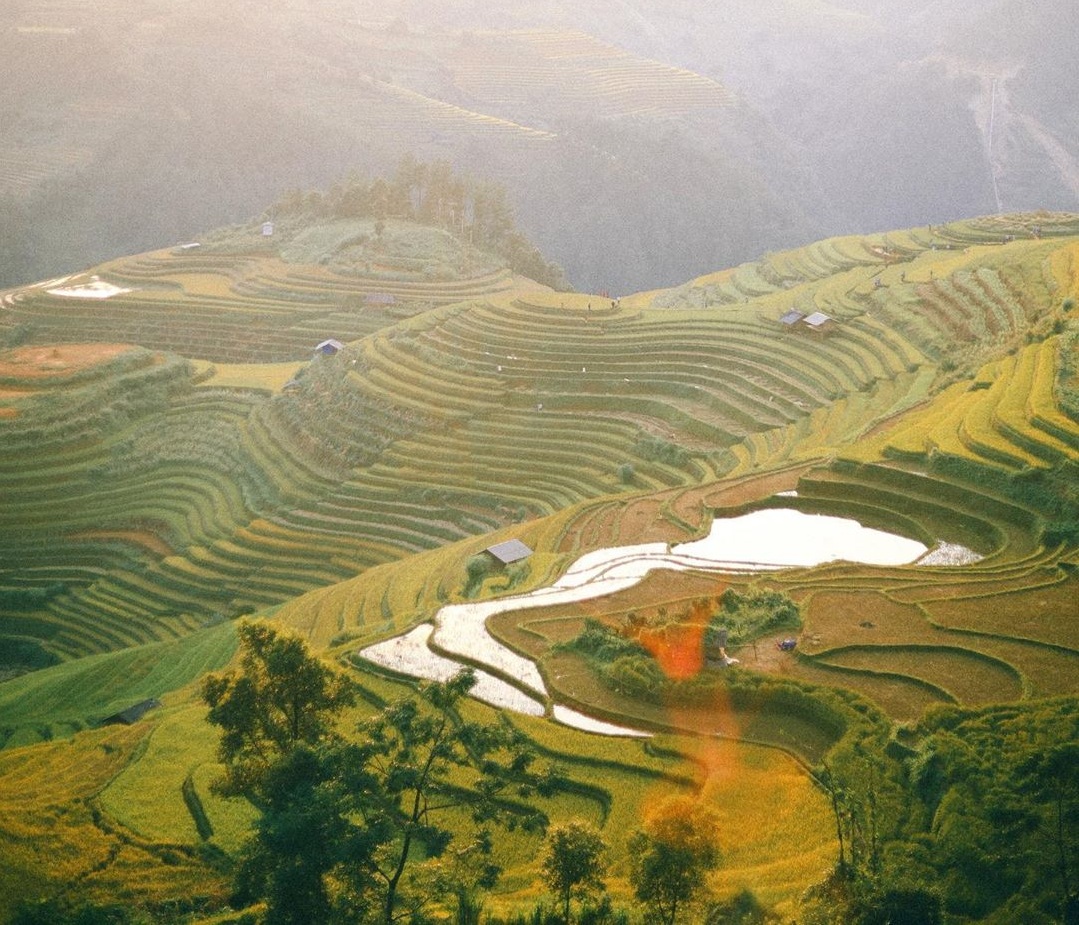 Mù Cang Chải đẹp mơ màng mùa ruộng bậc thang phủ màu vàng của lúa chín
