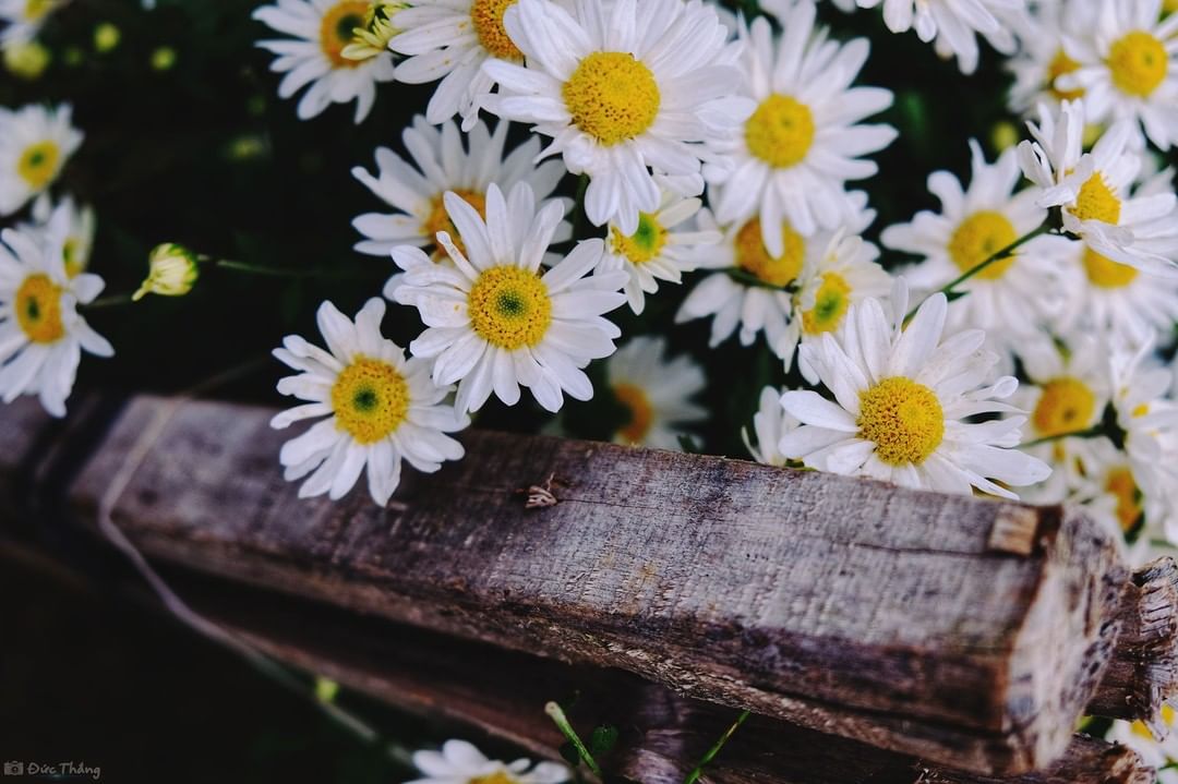 Đẹp nao lòng mùa cúc họa mi những ngày Hà Nội chớm đông