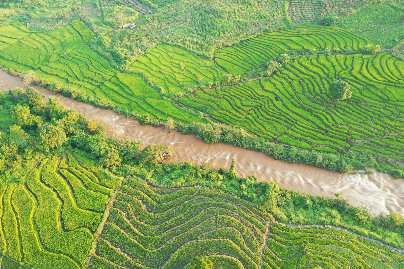 Không chỉ Tây Bắc, Tây Nguyên cũng có ruộng bậc thang tuyệt đẹp đây này!