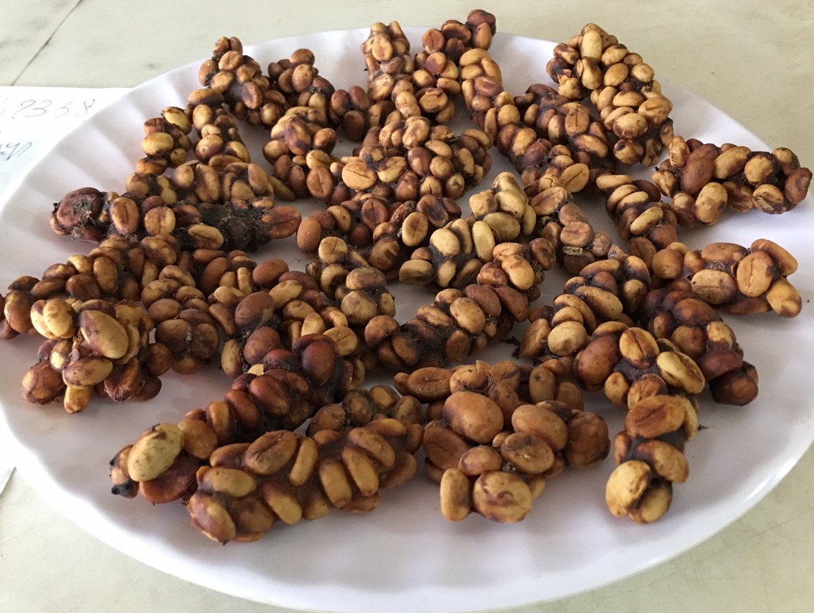 Hạt cà phê chồn độc đáo ở điểm khi được thu hoạch cùng với phân chồn hương.
