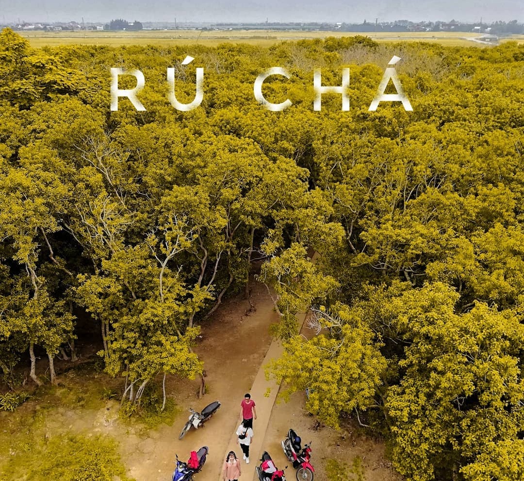 Du lịch mùa thu: Đừng bỏ qua vẻ đẹp của rừng ngập mặn Rú Chá, Huế