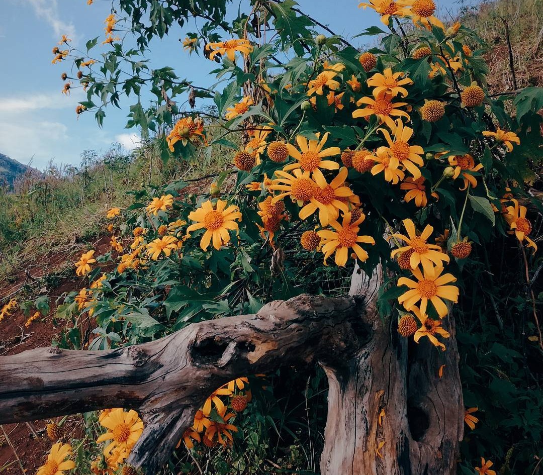 Chẳng hề thua kém Đà Lạt, Gia Lai cũng có mùa hoa dã quỳ đẹp rực rỡ!