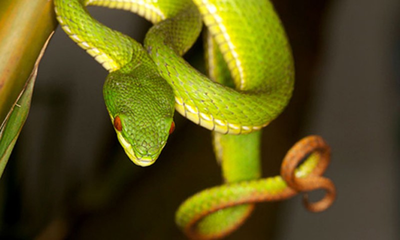 Quảng Ngãi: Sau lũ người dân liên tục nhập viện do rắn lục đuôi đỏ cắn