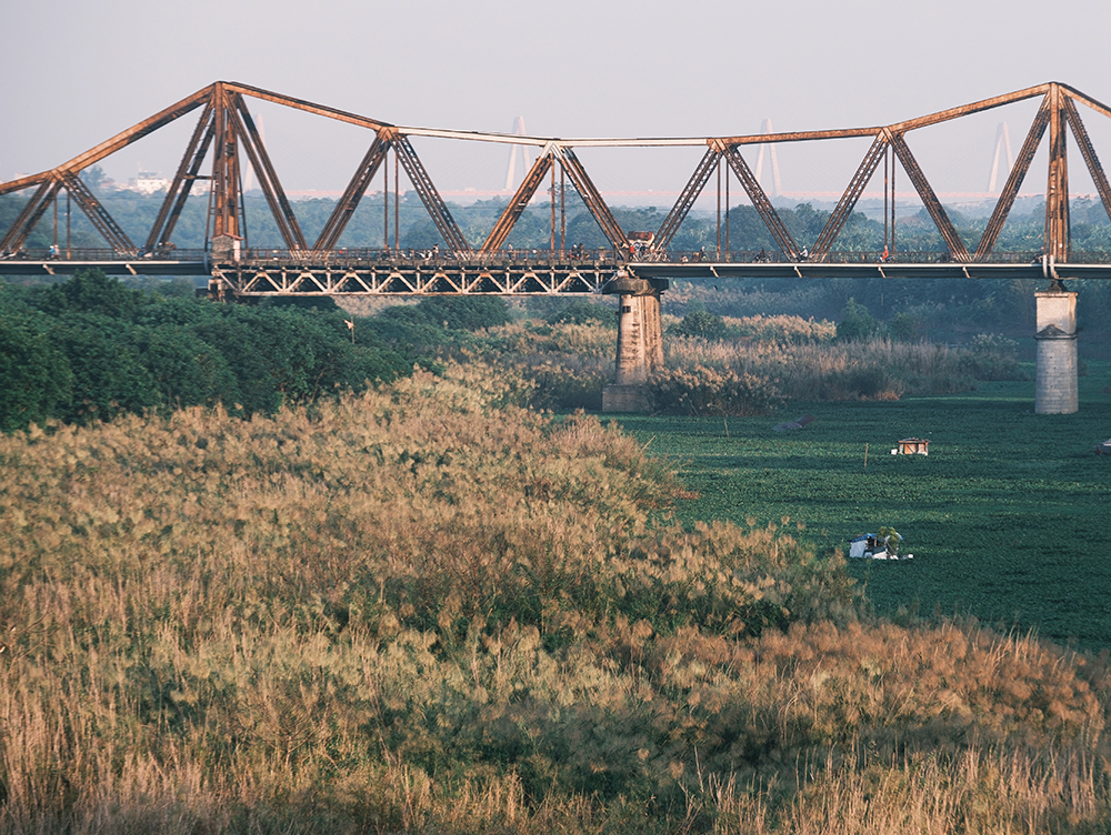 Cần gì đi xa xôi khi ngay gần Hồ Gươm có cánh đồng cỏ lau “đẹp như tranh” 