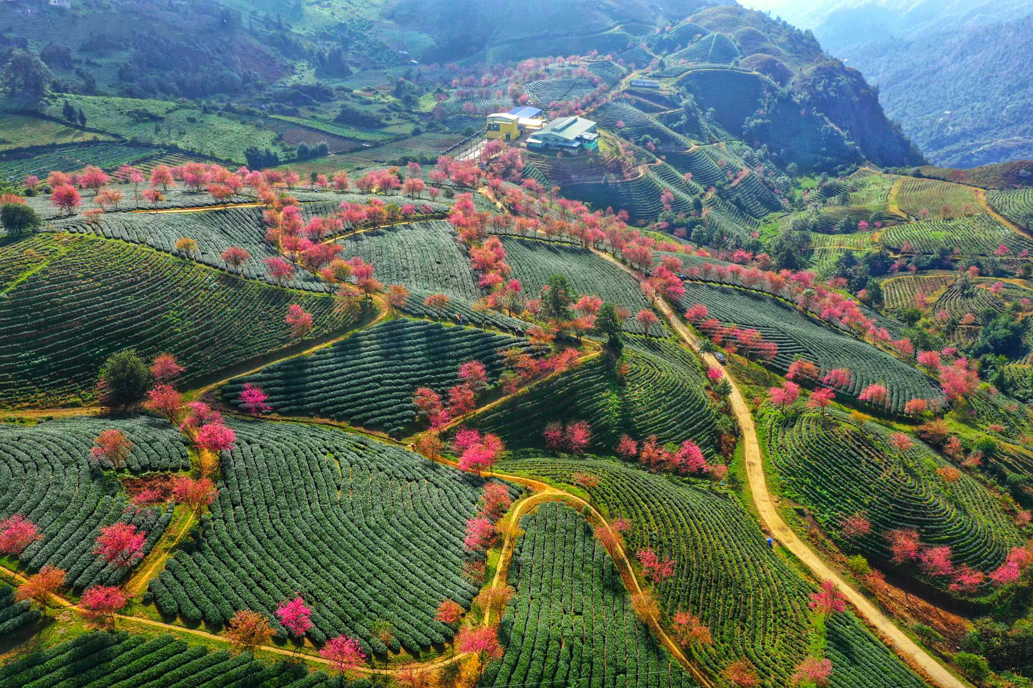 Lên Sa Pa ngắm cảnh đẹp như mơ khi mai anh đào ở đồi chè Ô Long bung nở