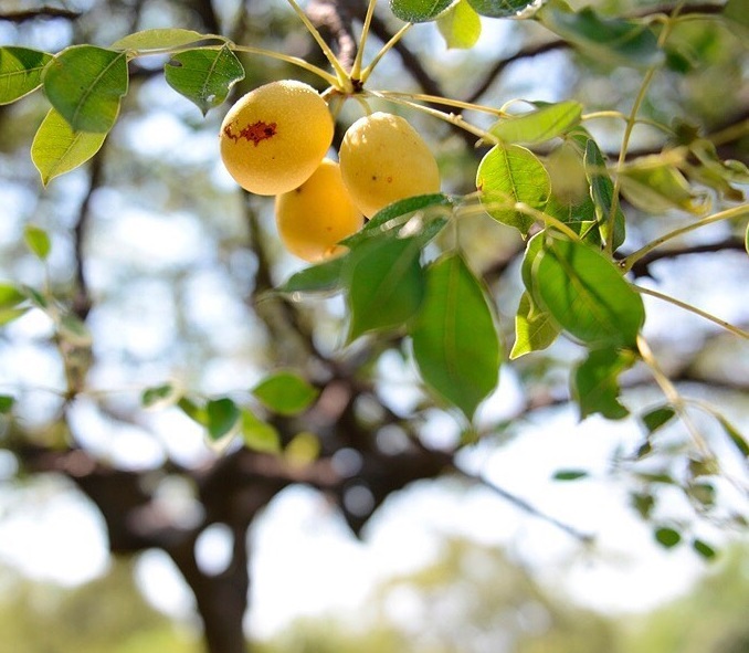 Marula, loại quả có họ với xoài nhưng voi ăn phải say quên lối về
