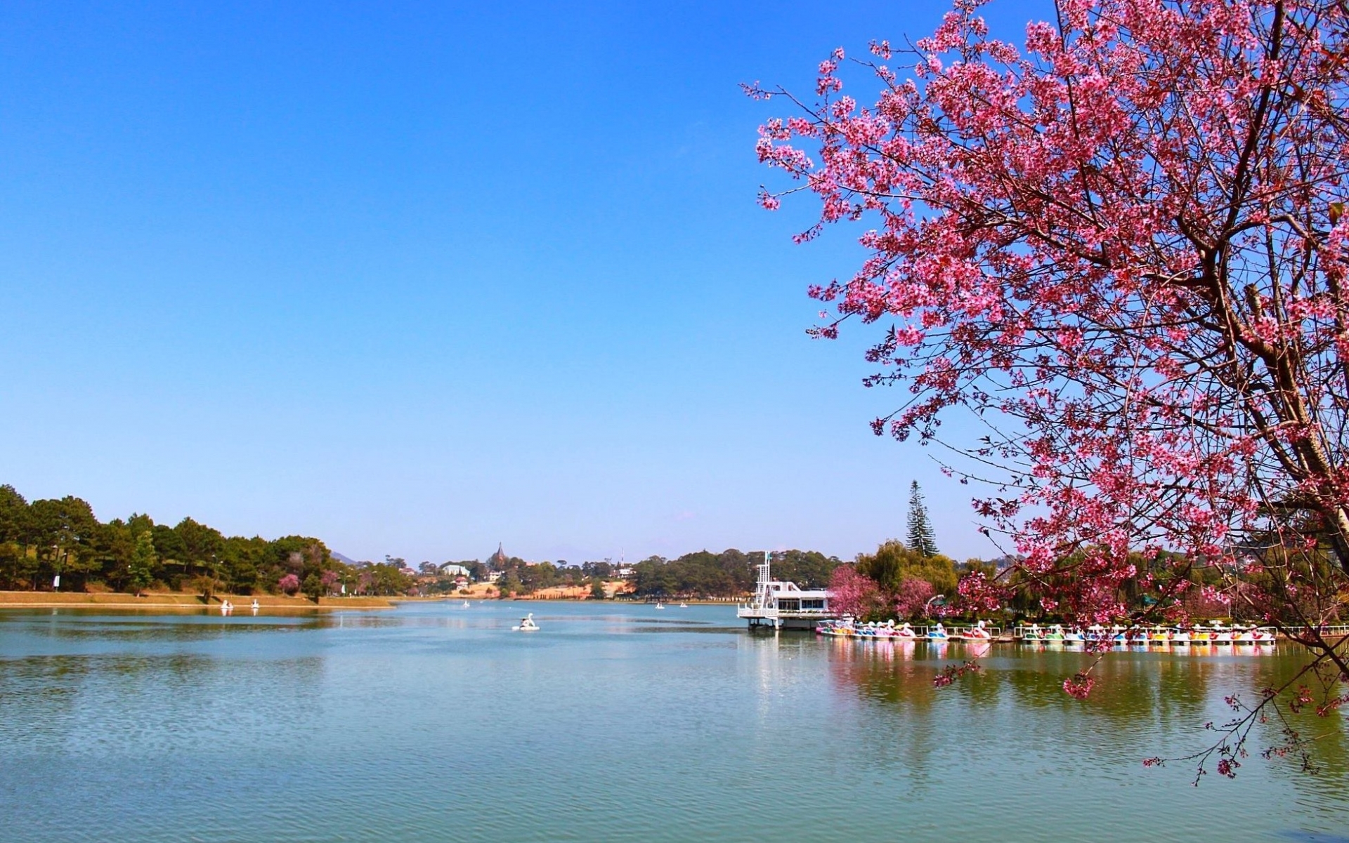 Ven hồ Xuân Hương trồng khá nhiều hoa mai anh đào.