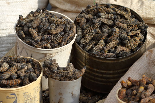 Sâu monape được người dân thu hoạch và phơi khô để ăn dần.