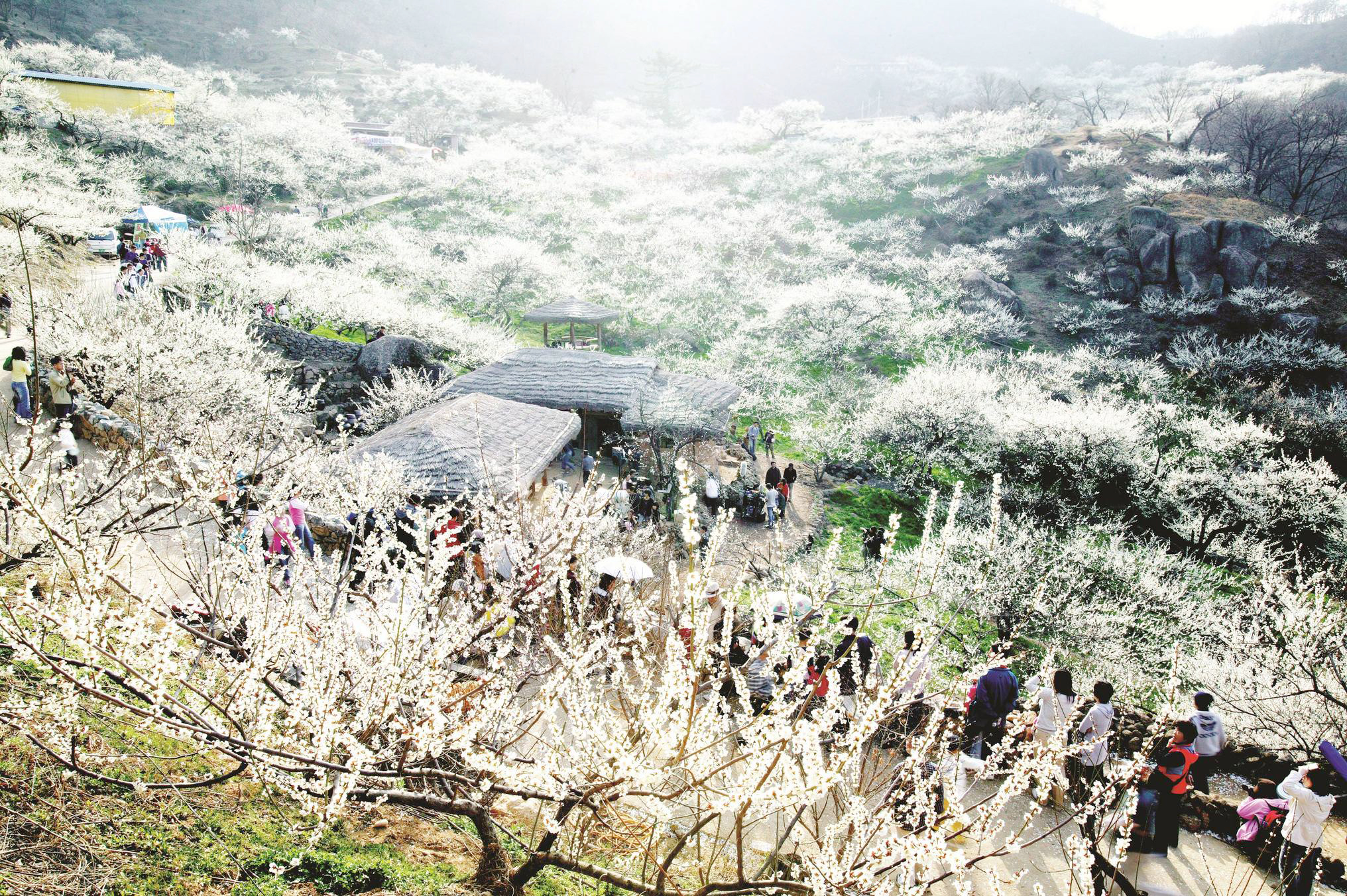 Mộc Châu mùa đáng đi nhất: Lịch trình chuẩn để săn hoa mận, chơi được nhều