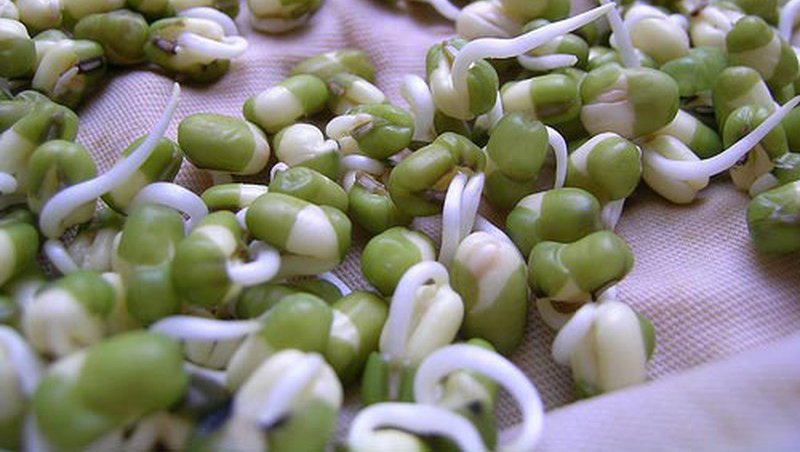Bí quyết trồng giá đỗ trắng, mập và ít rễ ai cũng nên biết