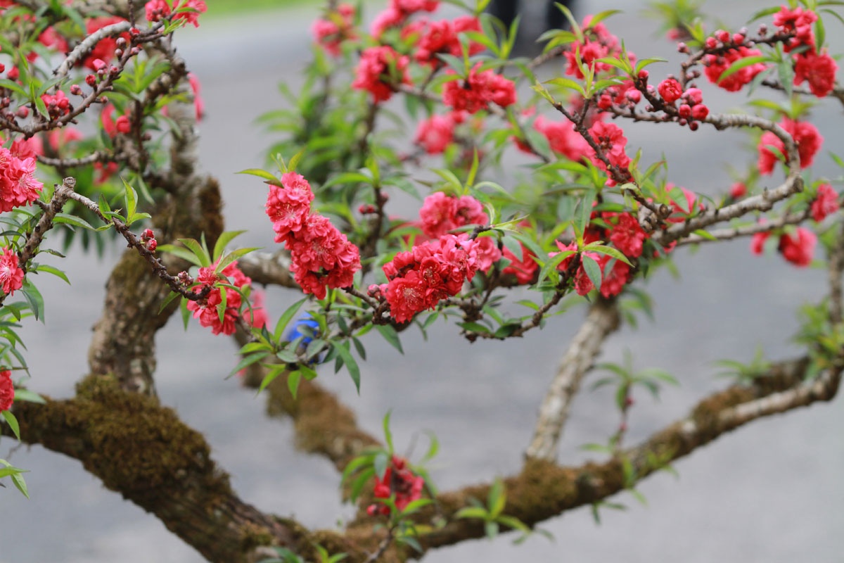 Chọn hoa đào thế nào để mang lại nhiều may mắn trong ngày Tết