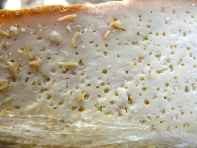 Casu Marzu: Món phô mai lúc nhúc dòi, rất nặng mùi nhưng vẫn nhiều người mê