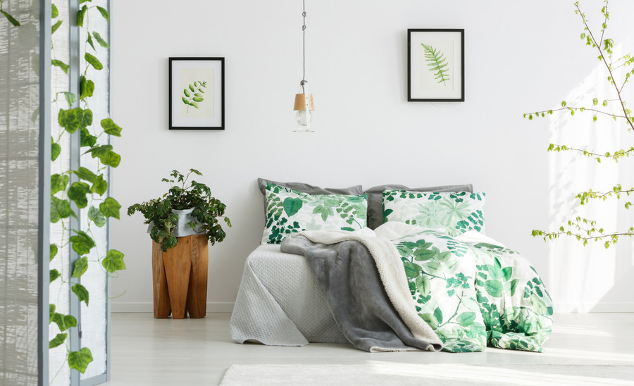 3 loại cây cảnh đem lại may mắn nhưng không tốt cho phong thủy phòng ngủ