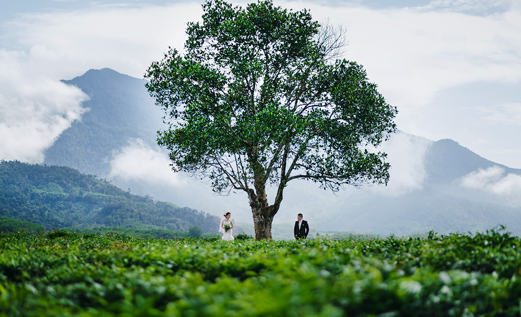 Đồi chè Đông Giang, điểm du lịch đẹp là và ít người biết của Quảng Nam 
