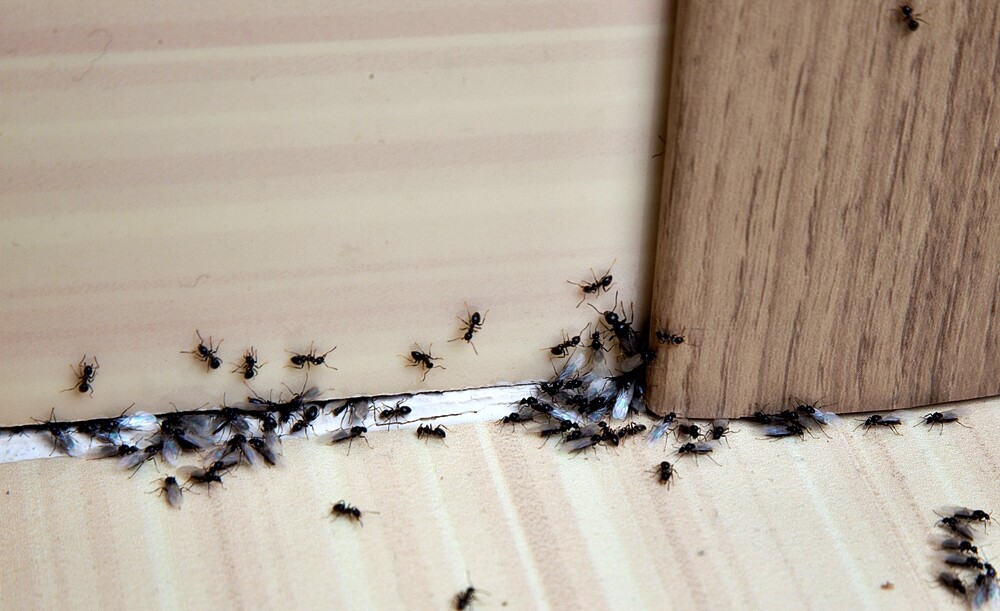5 cách giúp đuổi kiến hiệu quả trong nhà từ nguyên liệu rẻ tiền có sẵn