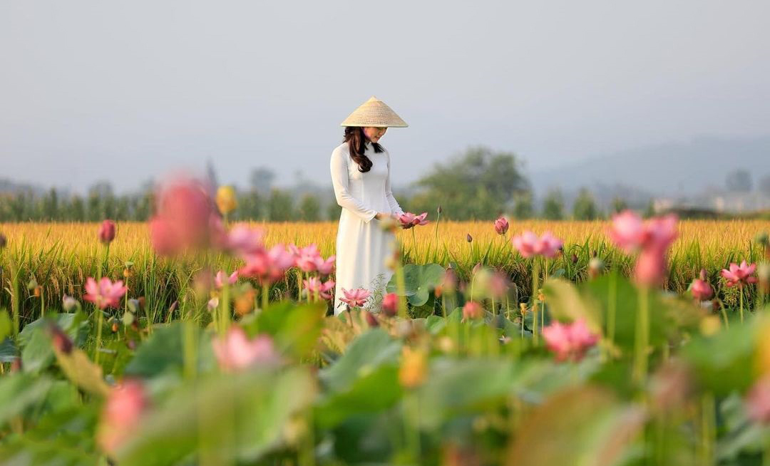 Có một mùa sen thơm ngát trời xứ Huế