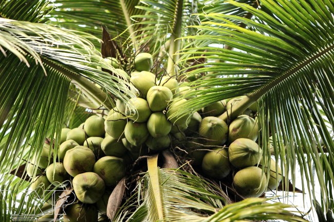 Dừa là loại cây trồng phổ biến ở Bến Tre. Trái dừa ngoài lấy nước còn là nguồn nguyên liệu làm mứt dừa, dầu dừa, kẹo dừa cũng như làm một số sản phẩm thủ công mỹ nghệ.
