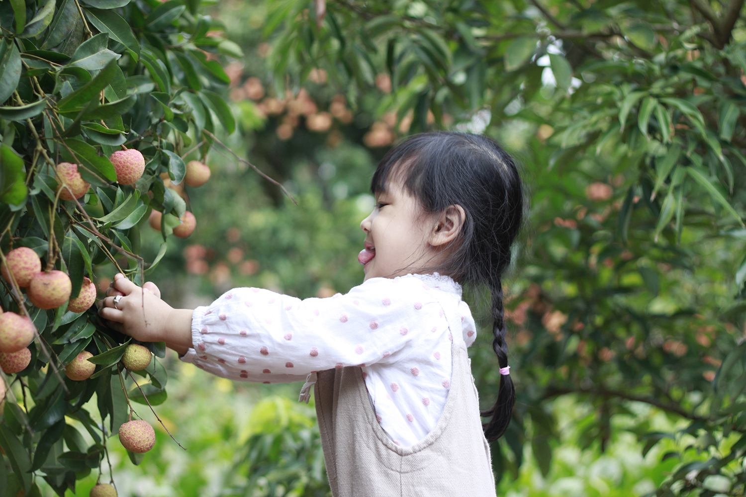 Khó quên như quả vải thiều Thanh Hà ăn ngay trong vườn đúng mùa thu hoạch