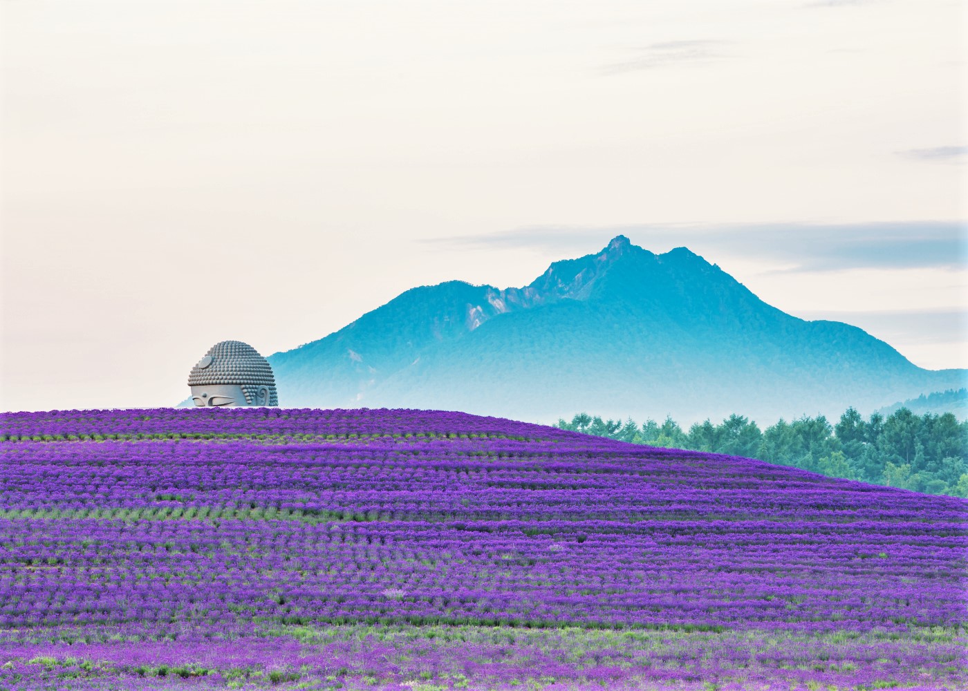 Tượng Phật khổng lồ giữa cánh đồng hoa, điểm du lịch nổi tiếng ở Hokkaido