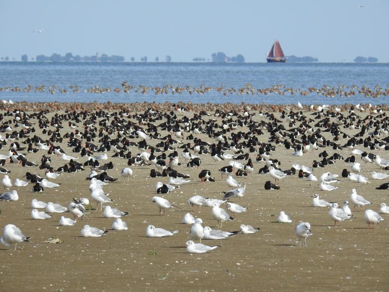 Biển Wadden là vùng đất lành cho chim di cư.