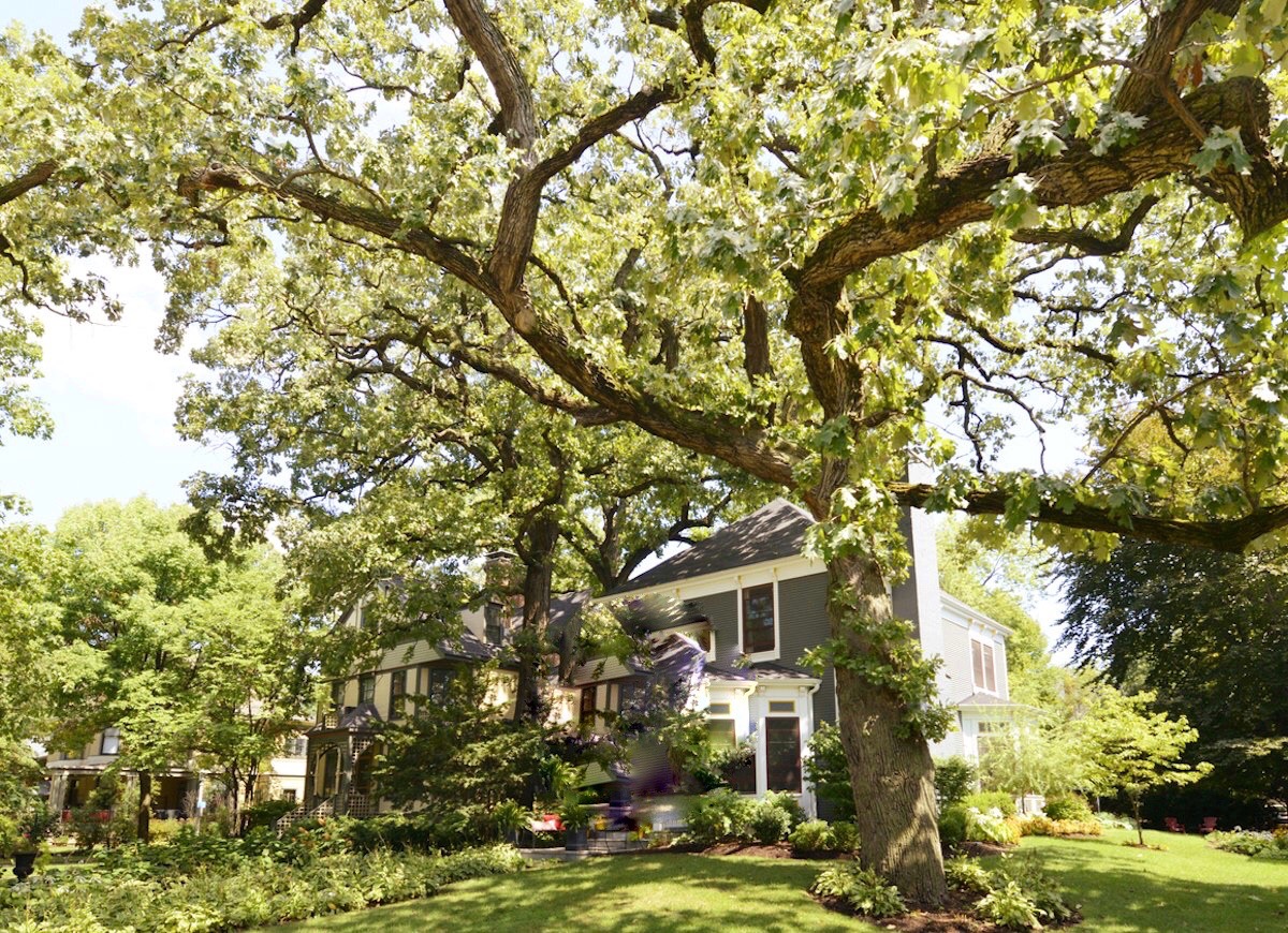 Cây lớn trước cửa nhà: Tốt hay xấu theo quan niệm phong thủy?