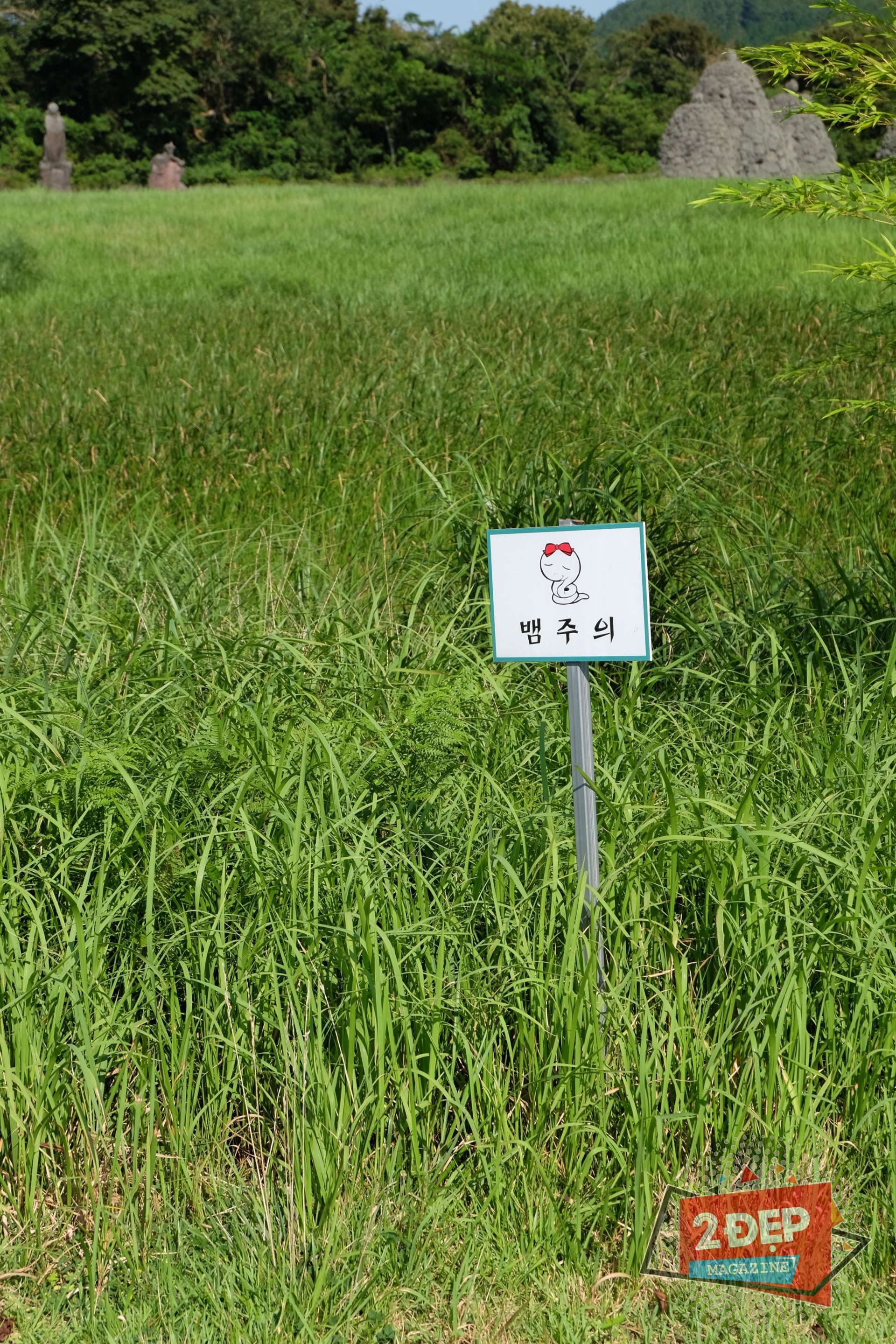 Hiện tại Jeju vẫn có những tấm biển cảnh báo có rắn thế này!