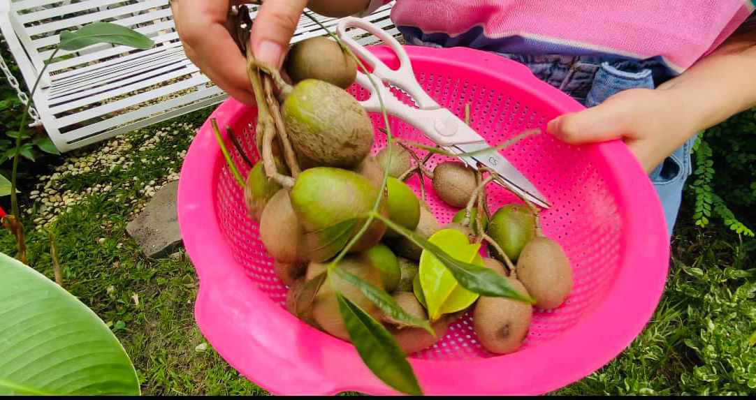 Với nhiều cây trái đa dạng thế này, Vy Oanh sẽ luôn có trái cây sạch để thưởng thức.