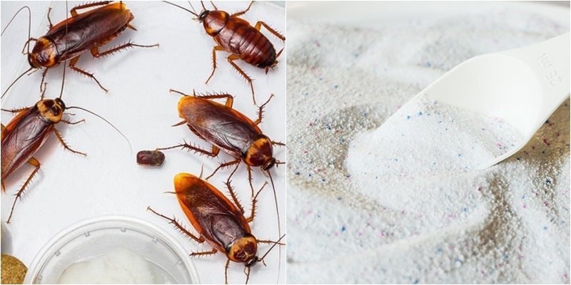 Cho ít đường trắng vào xà phòng khuấy đều, sẽ giúp nhà bạn không có con chuột, gián nào 