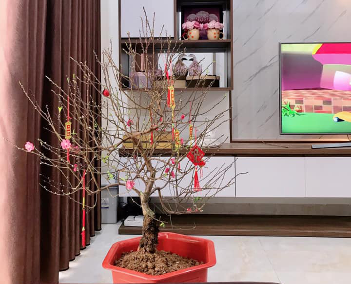 10+ loại cây cảnh đón may mắn, tài lộc vào nhà trong dịp Tết Nguyên đán 