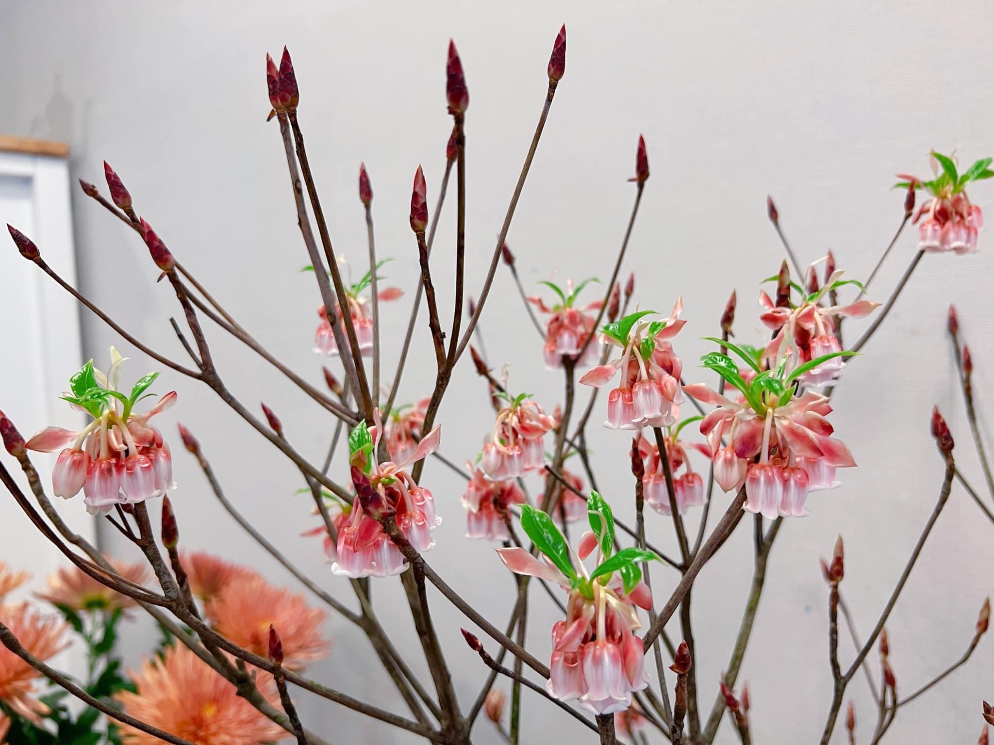 Đào chuông, loài hoa vừa lạ vừa quen đang được săn đón Tết Nhâm dần